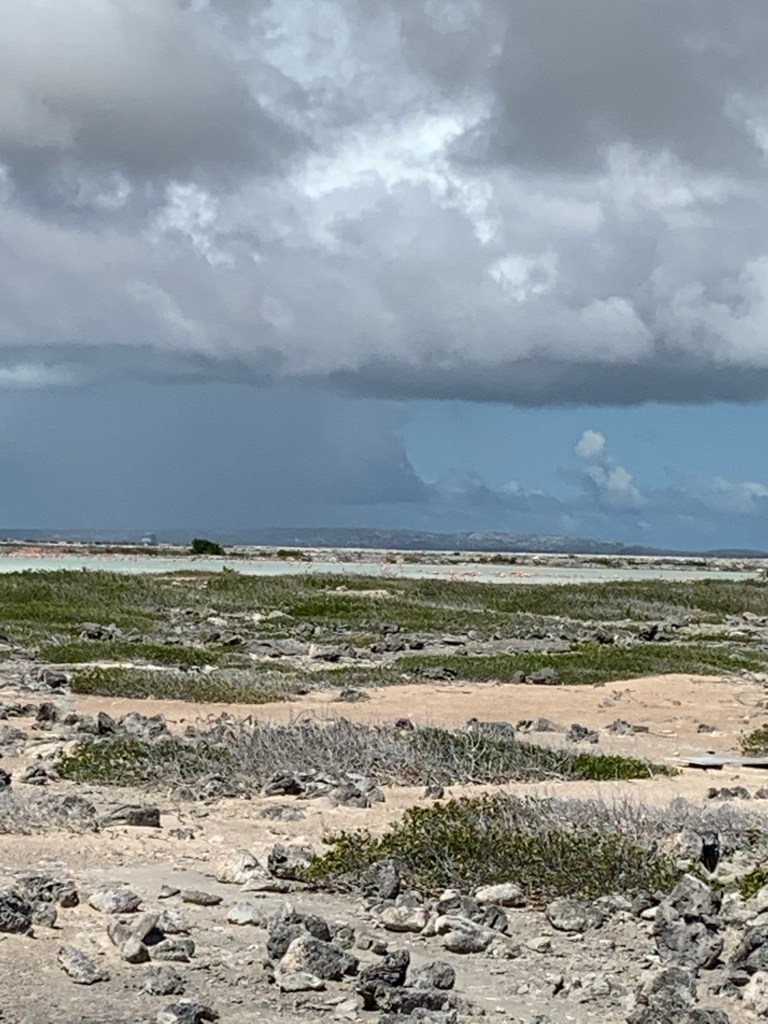 If you look closely, hundreds of flamingos...